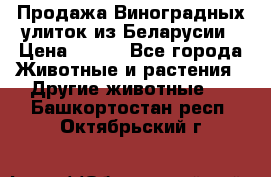 Продажа Виноградных улиток из Беларусии › Цена ­ 250 - Все города Животные и растения » Другие животные   . Башкортостан респ.,Октябрьский г.